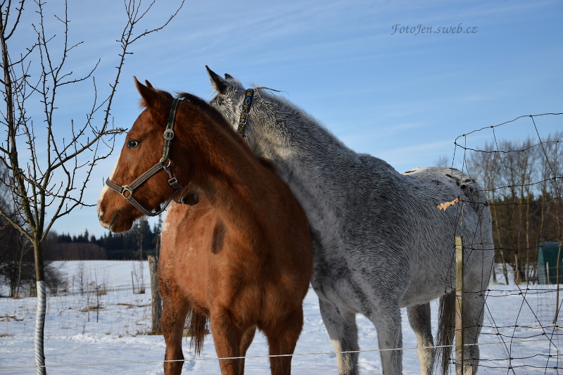 Zvirata/Kone